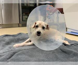 Maltese-Unknown Mix Dogs for adoption in Grand Prairie, TX, USA