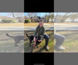 Labrachow Dogs for adoption in Stratham, NH, USA