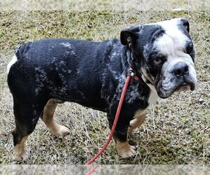 Bulldog Dogs for adoption in Olalla, WA, USA