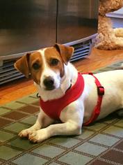 Beagle-Unknown Mix Dogs for adoption in Hopewell Junction, NY, USA