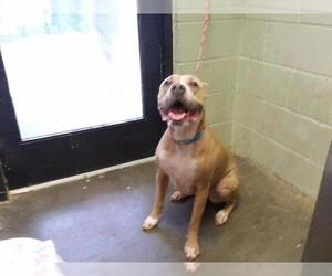 Mutt Dogs for adoption in Tulsa, OK, USA
