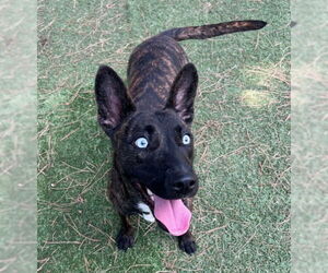 Dutch Shepherd -Unknown Mix Dogs for adoption in San Juan Capistrano, CA, USA