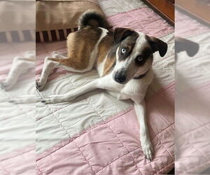 Huskies -Unknown Mix Dogs for adoption in Marina Del Rey, CA, USA