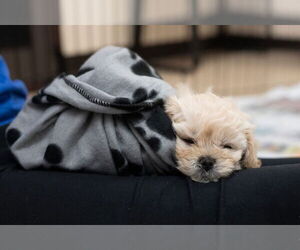 Shih Tzu-Unknown Mix Dogs for adoption in Mundelein, IL, USA