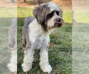 Tibetan Terrier Dogs for adoption in Placerville, CA, USA