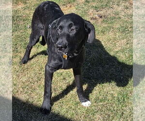 Labrador Retriever-Unknown Mix Dogs for adoption in Mundelein, IL, USA