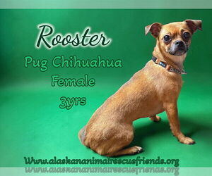 Chug Dogs for adoption in Anchorage, AK, USA