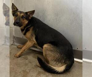 German Shepherd Dog-Unknown Mix Dogs for adoption in San Bernardino, CA, USA