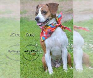Boglen Terrier Dogs for adoption in Lincoln, NE, USA