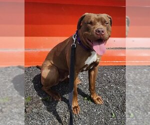 American Pit Bull Terrier-Unknown Mix Dogs for adoption in Batavia, NY, USA