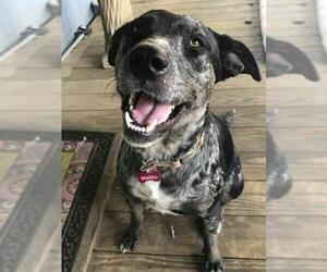 Catahoula Leopard Dog-Unknown Mix Dogs for adoption in Bristol, TN, USA