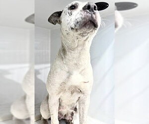 American Pit Bull Terrier-Pointer Mix Dogs for adoption in Houston, TX, USA