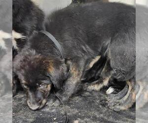 German Shepherd Dog-Unknown Mix Dogs for adoption in San Antonio, TX, USA