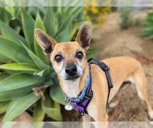 Basenji Dogs for adoption in  Ramona, CA, USA