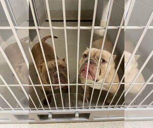 Bulldog-Unknown Mix Dogs for adoption in Virginia Beach, VA, USA