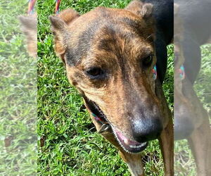 Unknown-Whippet Mix Dogs for adoption in Canton, CT, USA