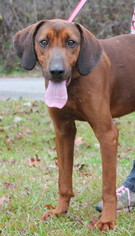 Redbone Coonhound Dogs for adoption in Prattville, AL, USA