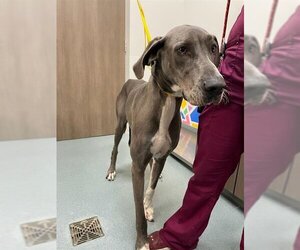 Great Dane Dogs for adoption in Baytown, TX, USA