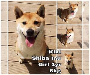 Small Shiba Inu