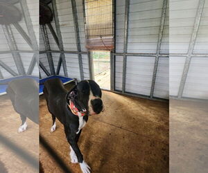 Great Dane Dogs for adoption in Palm Beach, FL, USA