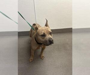 American Pit Bull Terrier-Staffordshire Bull Terrier Mix Dogs for adoption in HESPERIA, CA, USA