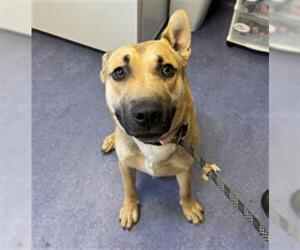 German Shepherd Dog Dogs for adoption in Santa Maria, CA, USA