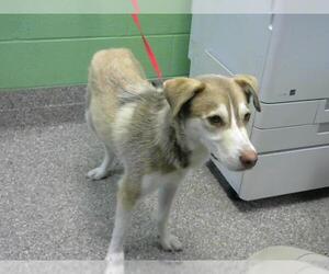 Huskies -Unknown Mix Dogs for adoption in Murfreesboro, TN, USA