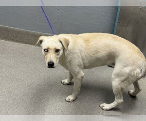 Labrador Retriever-Unknown Mix Dogs for adoption in Las Vegas, NV, USA