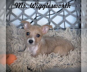 Medium Photo #2 Chihuahua-Unknown Mix Puppy For Sale in Chino Hills, CA, USA