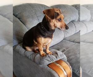 Dachshund Dogs for adoption in Altus, OK, USA
