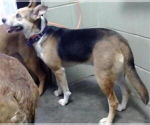 Shollie Dogs for adoption in Tulsa, OK, USA