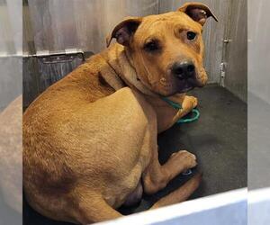 Black Mouth Cur Dogs for adoption in San Antonio, TX, USA