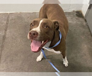 American Staffordshire Terrier-Unknown Mix Dogs for adoption in Tavares, FL, USA