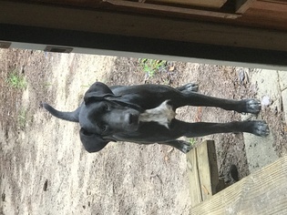 Medium Photo #1 Great Dane-Unknown Mix Puppy For Sale in Dothan, AL, USA