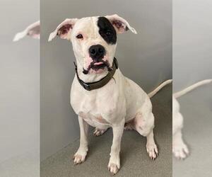 American Bulldog-Unknown Mix Dogs for adoption in Fayetteville, NC, USA