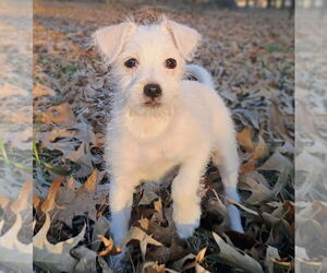 Mutt Dogs for adoption in Boston, MA, USA