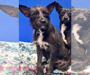 Chihuahua-Unknown Mix Dogs for adoption in Lakewood, CO, USA