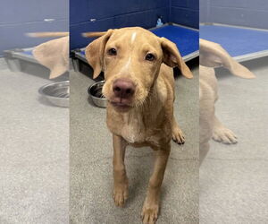 Labrador Retriever-Unknown Mix Dogs for adoption in Sterling, MA, USA