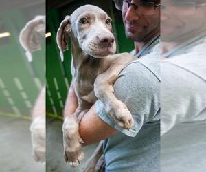 Weimaraner Dogs for adoption in Elmsford, NY, USA