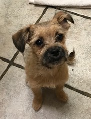 Brussels Griffon Dogs for adoption in Wheaton, IL, USA