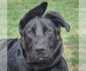 German Shepherd Dog-Unknown Mix Dogs for adoption in Huntley, IL, USA