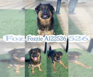 Rottweiler-Unknown Mix Dogs for adoption in HESPERIA, CA, USA