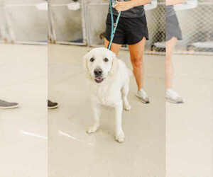 Labrador Retriever-Unknown Mix Dogs for adoption in Columbus, IN, USA