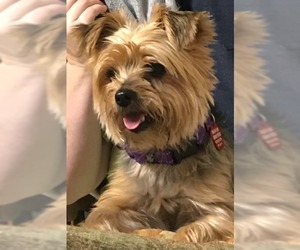 Silky Terrier Dogs for adoption in WESTHAMPTON, MA, USA