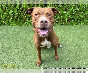 American Pit Bull Terrier Dogs for adoption in West Palm Beach, FL, USA