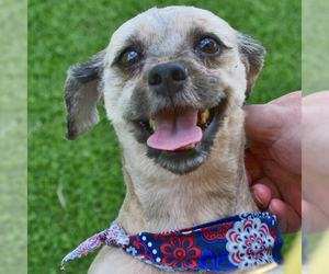Shih Tzu Dogs for adoption in Rowlett, TX, USA