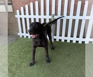 Great Dane Dogs for adoption in Modesto, CA, USA