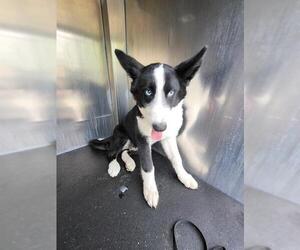 Border Collie-Unknown Mix Dogs for adoption in San Antonio, TX, USA