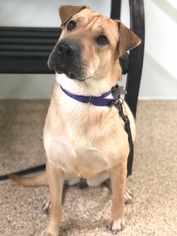 Chinese Shar-Pei Dogs for adoption in Tempe, AZ, USA