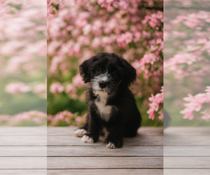 Poovanese Dogs for adoption in Phoenix, AZ, USA